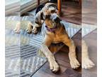 American Pit Bull Terrier Mix DOG FOR ADOPTION RGADN-1263776 - Mozzarella - Big