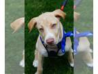 Labbe DOG FOR ADOPTION RGADN-1263779 - Brisk - Labrador Retriever / Beagle /