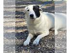Borador DOG FOR ADOPTION RGADN-1263781 - 240776 Taiji - Labrador Retriever /