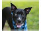 Shollie DOG FOR ADOPTION RGADN-1263782 - Burton - German Shepherd Dog / Border