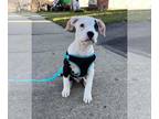 American Pit Bull Terrier DOG FOR ADOPTION RGADN-1263783 - Petey - American Pit