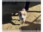 American Pit Bull Terrier Mix DOG FOR ADOPTION RGADN-1263788 - Sweetie -