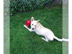 Labrador Retriever Mix DOG FOR ADOPTION RGADN-1263795 - Kailey - Labrador