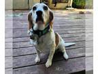 Bagle Hound DOG FOR ADOPTION RGADN-1263798 - Lulu - Beagle / Basset Hound /