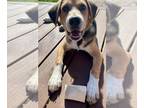 Beagle-Huskies Mix DOG FOR ADOPTION RGADN-1263802 - BIG BOY - Beagle / Husky /