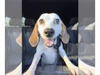 Beagle Mix DOG FOR ADOPTION RGADN-1263803 - Fa Leasha - Beagle / Mixed (medium