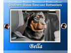 Rottweiler DOG FOR ADOPTION RGADN-1263804 - Bella - FL - Rottweiler (short coat)