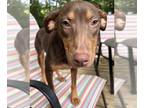 Doberman Pinscher-Rat Terrier Mix DOG FOR ADOPTION RGADN-1263814 - Malia -