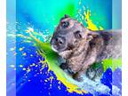 Dutch Shepherd -Plott Hound Mix DOG FOR ADOPTION RGADN-1263815 - Paisley - Dutch