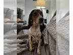 Beagle DOG FOR ADOPTION RGADN-1263817 - Alexis II - Beagle Dog For Adoption