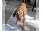 Golden Retriever DOG FOR ADOPTION RGADN-1263835 - Sunshine - Golden Retriever