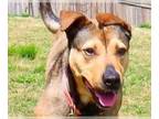 American Pit Bull Terrier-Mountain Cur Mix DOG FOR ADOPTION RGADN-1263851 -