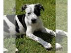 Labrador Retriever Mix DOG FOR ADOPTION RGADN-1263857 - Cookie - Labrador