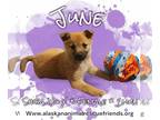 Shiba Inu Mix DOG FOR ADOPTION RGADN-1263859 - June - Shiba Inu / Mixed Dog For
