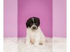 Labrenees DOG FOR ADOPTION RGADN-1263863 - Gumbo - Labrador Retriever / Great