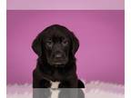Labrenees DOG FOR ADOPTION RGADN-1263864 - Beignet - Labrador Retriever / Great