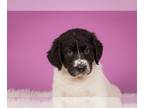 Labrenees DOG FOR ADOPTION RGADN-1263865 - Dumpling - Labrador Retriever / Great