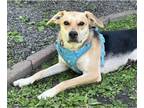Labrador Retriever Mix DOG FOR ADOPTION RGADN-1263886 - Bruno - Labrador