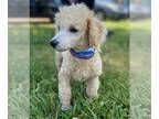 Poodle (Toy) DOG FOR ADOPTION RGADN-1263911 - Wyatt Apr 24 - Poodle (Toy) (long