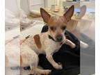 Jack Chi DOG FOR ADOPTION RGADN-1263913 - Sergeant - Jack Russell Terrier /