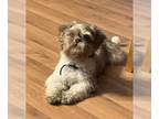 Shih Tzu DOG FOR ADOPTION RGADN-1263951 - Lady - Shih Tzu (medium coat) Dog For