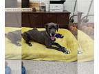 Great Dane DOG FOR ADOPTION RGADN-1263960 - Kainan - Great Dane Dog For Adoption