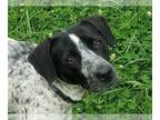 Beagle Mix DOG FOR ADOPTION RGADN-1263977 - Wrigley - Beagle / Australian Cattle