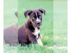 Huskies Mix DOG FOR ADOPTION RGADN-1263985 - Maverick - Shepherd / Husky / Mixed