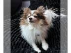 Pomeranian DOG FOR ADOPTION RGADN-1263991 - Saffron - Darling Pomeranian -