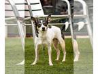 Rat Terrier Mix DOG FOR ADOPTION RGADN-1264000 - Buttercup - Rat Terrier / Mixed