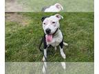 American Pit Bull Terrier Mix DOG FOR ADOPTION RGADN-1264005 - Bonnie - Pit Bull