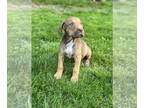 Labrador Retriever Mix DOG FOR ADOPTION RGADN-1264009 - Chamille - Hound /