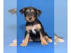 Golden Retriever Mix DOG FOR ADOPTION RGADN-1264010 - Dakota - Yorkshire Terrier