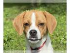 Jack-A-Bee DOG FOR ADOPTION RGADN-1264031 - Allie - Beagle / Jack Russell