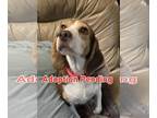 Beagle DOG FOR ADOPTION RGADN-1264032 - Alma - Beagle Dog For Adoption