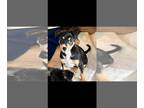 Beagle Mix DOG FOR ADOPTION RGADN-1264039 - SVU : Benson (Shelby) - Beagle /