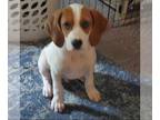 Beagle Mix DOG FOR ADOPTION RGADN-1264040 - Cereal kids : Crackle - Beagle /