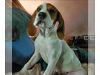 Bagle Hound DOG FOR ADOPTION RGADN-1264041 - Cereal Kids : Snap - Beagle /