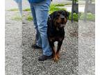 Rottweiler DOG FOR ADOPTION RGADN-1264046 - Nova Lee - Rottweiler Dog For