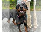 Rottweiler DOG FOR ADOPTION RGADN-1264047 - Roxie Lynn - Rottweiler Dog For
