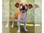 Jack Russell Terrier Mix DOG FOR ADOPTION RGADN-1264050 - Viktor - Jack Russell