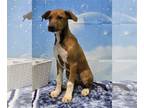 Beagleman DOG FOR ADOPTION RGADN-1264056 - 240531 Ellie - Doberman Pinscher /