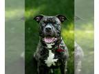 American Staffordshire Terrier DOG FOR ADOPTION RGADN-1264057 - Wilbur -
