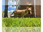 Labrador Retriever-Mountain Cur Mix DOG FOR ADOPTION RGADN-1264061 - Danny -