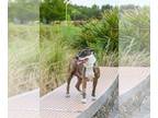 Staffordshire Bull Terrier Mix DOG FOR ADOPTION RGADN-1264069 - Nessie -