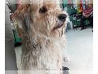 Otterhound Mix DOG FOR ADOPTION RGADN-1264076 - Hershey - Otterhound / Mixed Dog