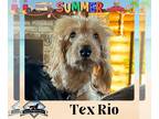 Dachshund DOG FOR ADOPTION RGADN-1264085 - Tex Rio - Dachshund (long coat) Dog