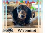 Dachshund DOG FOR ADOPTION RGADN-1264086 - Wyoming - Dachshund (long coat) Dog