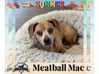 Dachshund DOG FOR ADOPTION RGADN-1264087 - Meatball Mac - Dachshund (short coat)