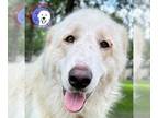 Great Pyrenees DOG FOR ADOPTION RGADN-1264102 - Stratton - Great Pyrenees (long